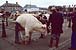 Marchs aux bestiaux en Pays de la Loire et Bretagne  - 34