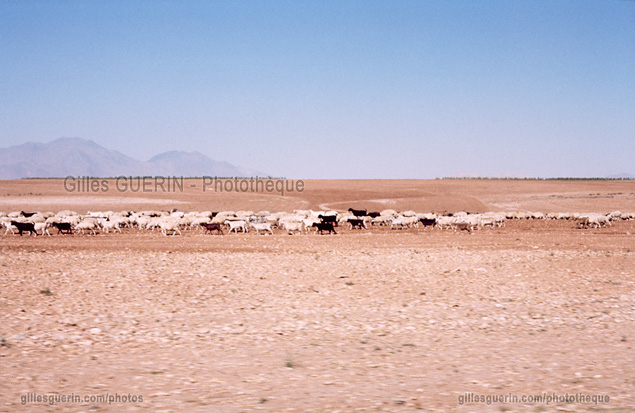 Anatolie Centrale - Troupeau de moutons