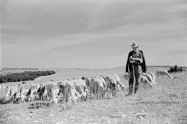 Berger et ses  moutons - Aot 1972