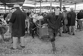 Marchés aux bestiaux en Pays de la Loire et Bretagne