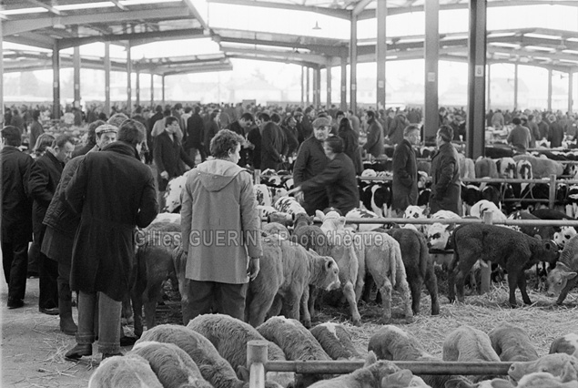 Marchés aux bestiaux en Pays de la Loire et Bretagne