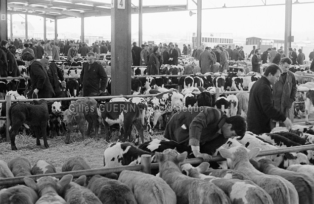 Marchés aux bestiaux en Pays de la Loire et Bretagne