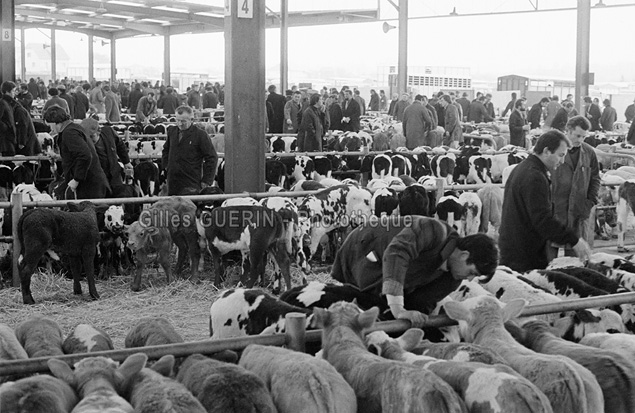 Marchs aux bestiaux  en Pays de la Loire et Bretagne