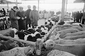 Marchés aux bestiaux en Pays de la Loire et Bretagne