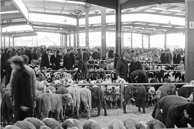 Marchés aux bestiaux en Pays de la Loire et Bretagne