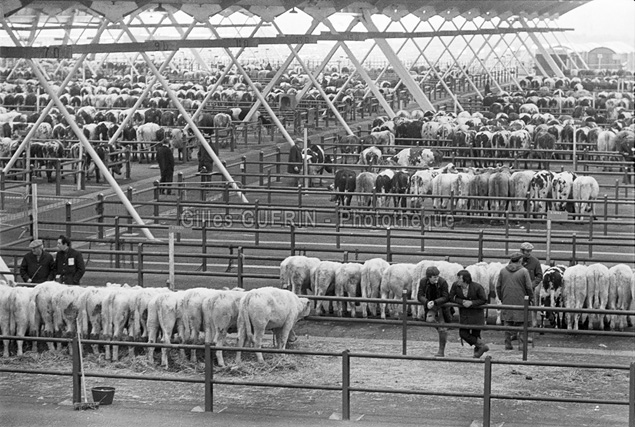 Marchés aux bestiaux en Pays de la Loire et Bretagne