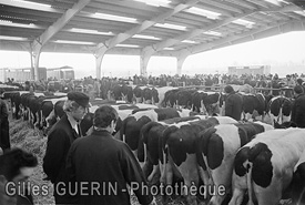 Marchs aux bestiaux  en Pays de la Loire et Bretagne