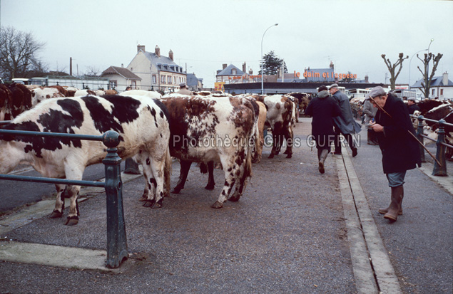 Marchs aux bestiaux en Normandie