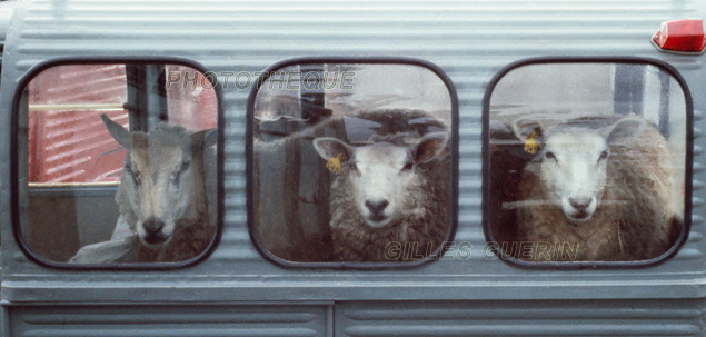 3 moutons dans une 2CV - Marchs aux bestiaux en Normandie