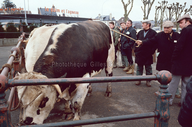 Marchs aux bestiaux en Normandie