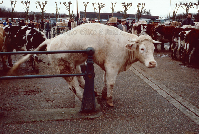 Marchs aux bestiaux en Normandie