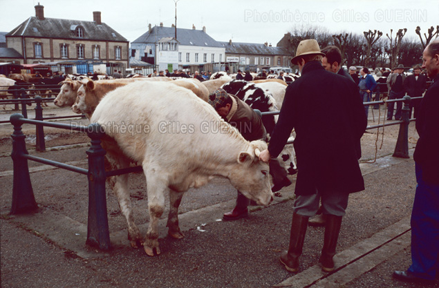 Marchs aux bestiaux en Normandie