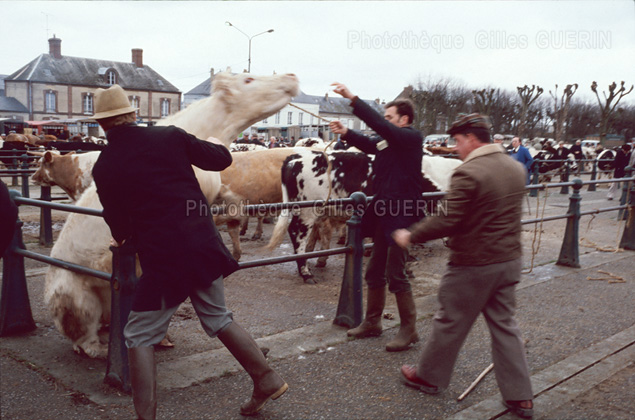 Marchs aux bestiaux en Normandie