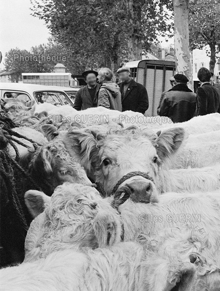 Foire aux bestiaux - Avergne-Rhne-Alpes