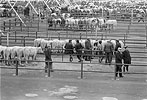 1979  - Marché aux bestiaux de Fougères - Île et Vilaine