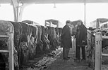 1979  - Marché aux bestiaux  de Laval - Mayenne -  Conversation dans une travée