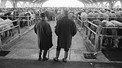 1979  - Marché aux bestiaux de Laval - Mayenne - Marchands de bestiaux face à la foule de visiteurs