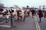 1979  - March aux bestiaux de L'Aigle - Dpartement de l'Orne - Marchand de bestiaux faisant ses comptes