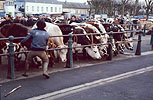 1979  - Marché aux bestiaux de L'Aigle - Département de l'Orne