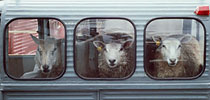 1979  - Marché aux bestiaux de L'Aigle - Département de l'Orne - Trois moutons dans une 2CV camionette