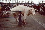 1979  - March aux bestiaux de L'Aigle - Dpartement de l'Orne - Vache en difficult sur une barrire de sparation