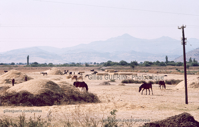 Anatolie Centrale - Travaux agricoles