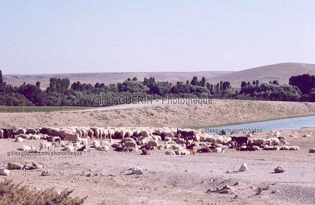 Anatolie Centrale - Troupeau de moutons...