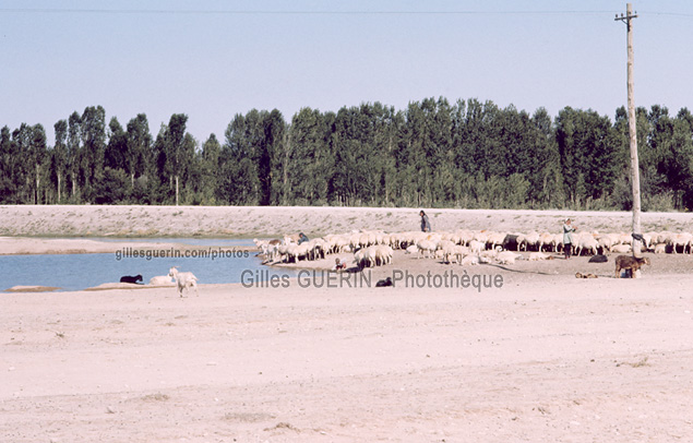 Anatolie Centrale - Troupeau de moutons...