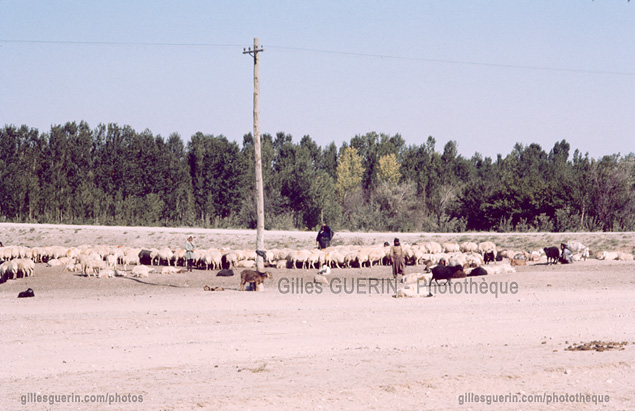 Anatolie Centrale - Troupeau de moutons...