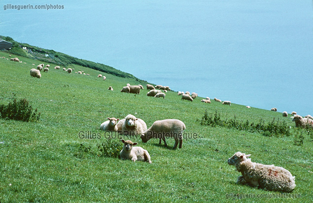 Cte sud des Cornouailles - Angleterre 1980