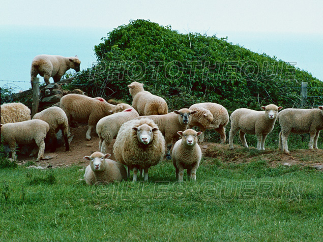 Cte sud des Cornouailles -