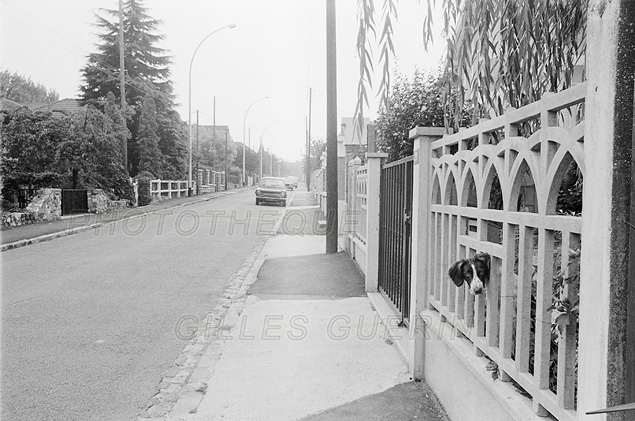 Tte de chien dpassant de la clture d'un pavillon banlieue