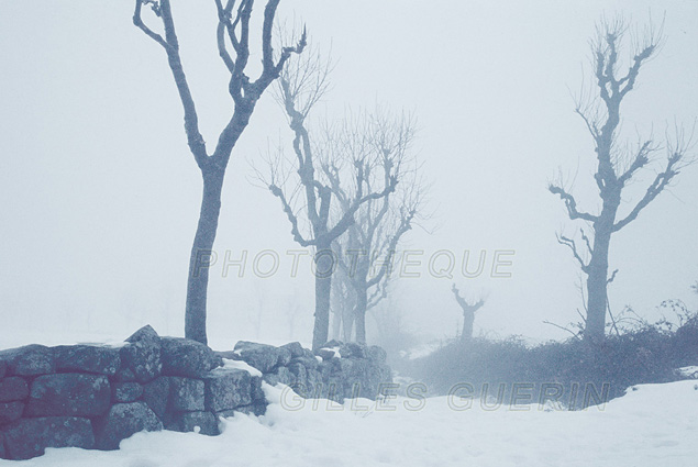 Ambiance hivernale - Chemin avec murette de pierres et silhouettes d'arbres morts - Neige et brouillard - Rgion Centre