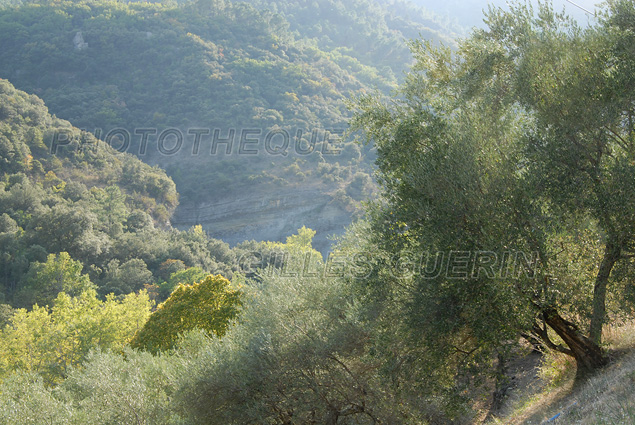 Paysage cvenol avec des oliviers