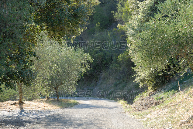 Toute petite route dans un paysage cvenol et dans la lumire de septembre