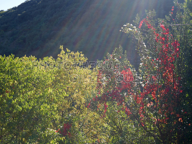 Toute petite route dans un paysage cvenol et dans la lumire d'octobre