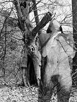 Nue et transparente dans un bois