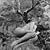 Photomontage et surimpression - Femme nue et transparente dans les arbres - 07C