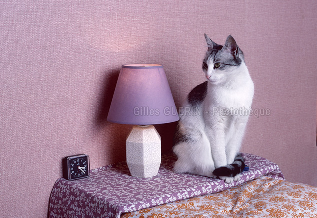 Gatita  - Jolie chatte noir et blanc - 1985