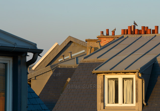 Pigeon et pigeones sur les toits de Paris au soleil couchant - 2019