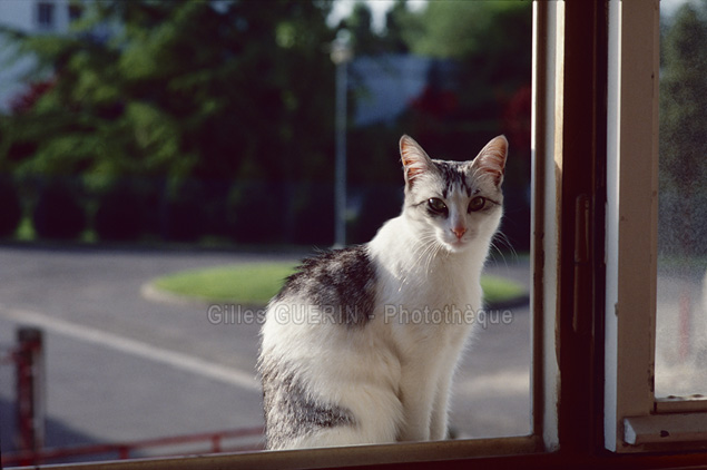 Gatita  - Jolie chatte noir et blanc - 1985