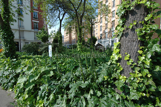 Espace vert dans le quartier de la Porte de Saint-Cloud - Paris - t 2023