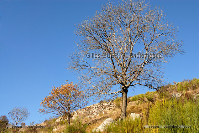 Paysage cvenol