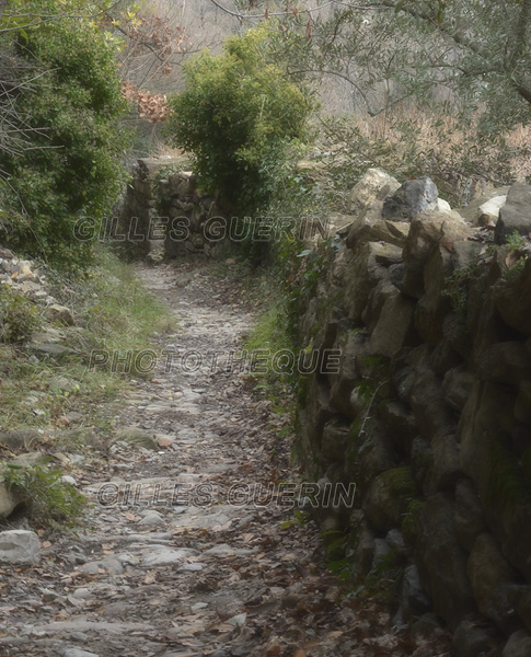 Chemin pierreux dans les Cvennes