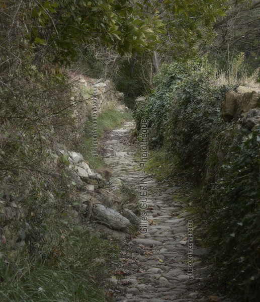 Chemin pierreux dans les Cvennes