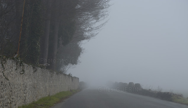 Silhouettes d'arbres, neige et brouillard