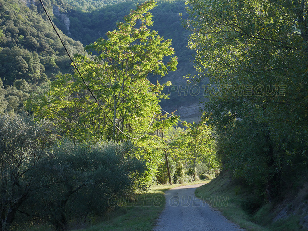 Paysage cvenol