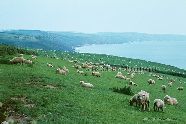 Moutons  perte de vue