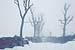 Silhouettes d'arbres, neige et brouillard  - 25