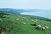 Moutons à perte de vue - 45